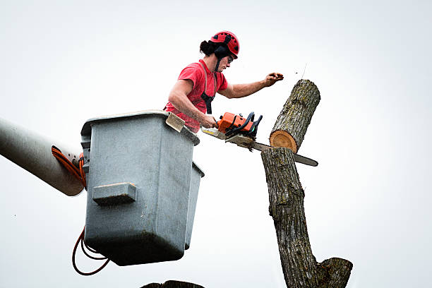 Best Residential Tree Removal  in Sherwood, WI